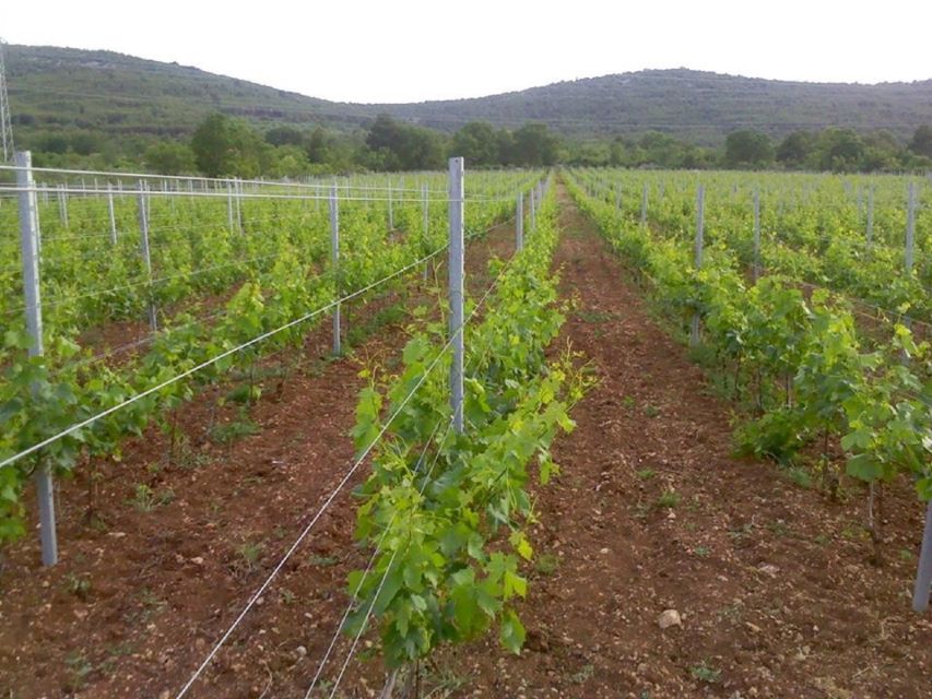 Dalmatian Delights: Food & Wine Tour from Split or Trogir - From the cathedral to Ranch Rak in Dubrava