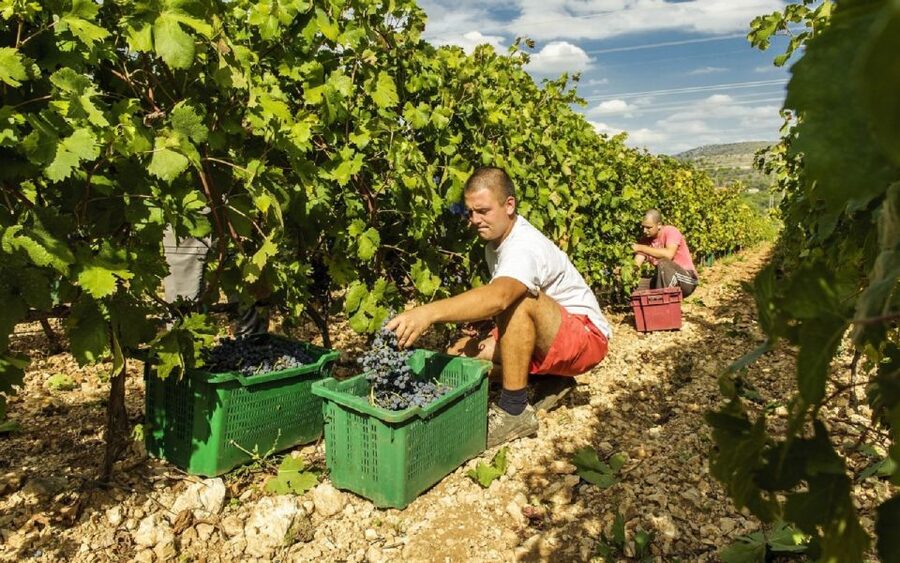Dalmatian Delights: Food & Wine Tour from Split or Trogir - The first hour on the road from Split or Trogir