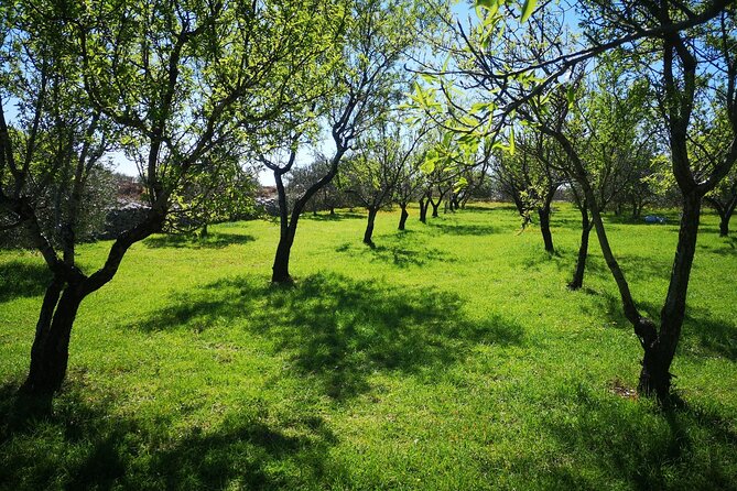 Family-run Vineyard Tour & Award Winning Wine Tasting/Delicacies - Croatian music among the trees
