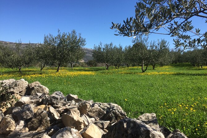 Family-run Vineyard Tour & Award Winning Wine Tasting/Delicacies - Who will enjoy this most