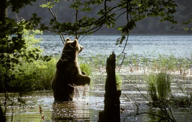 From Split or Trogir: Plitvice Lakes Private Tour - Walking the wooden paths around 16 lakes