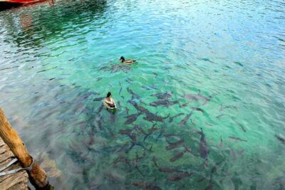 From Split: Plitvice Lakes Fully-Guided Day Tour