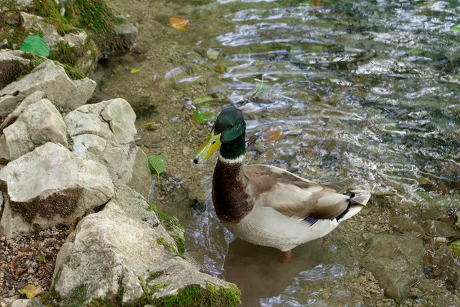 Full-Day Private Plitvice Lakes National Park Tour from Split - Who should book this day trip