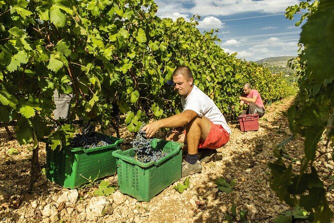 Krka Waterfalls & Dalmatian delights from Split or Trogir - The guide and the small-group setup