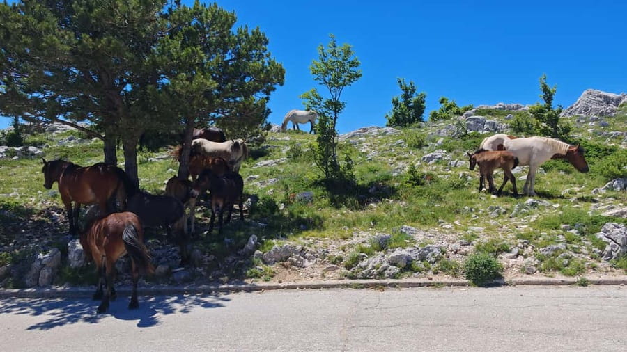 Makarska: Buggy Skywalk and Biokovo Tour - What the four hours feel like