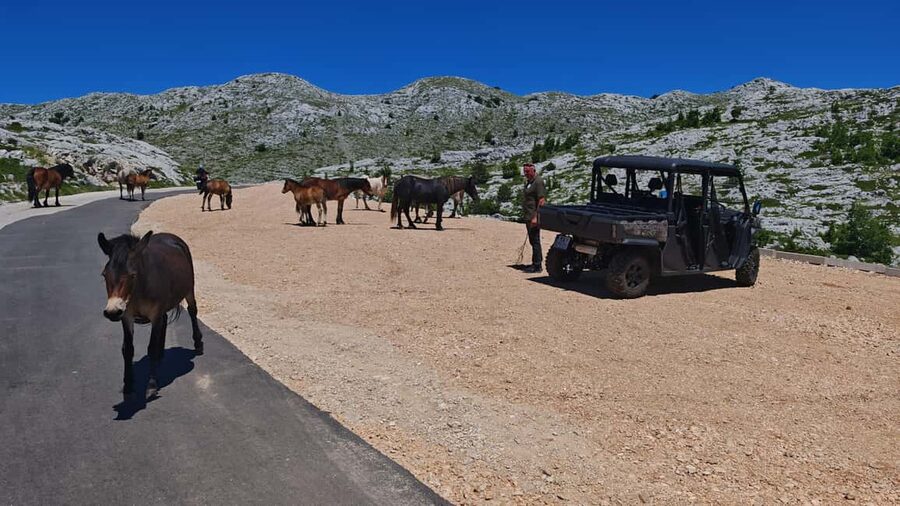 Makarska: Buggy Skywalk and Biokovo Tour - Should you book the Skywalk Buggy and Biokovo Tour?