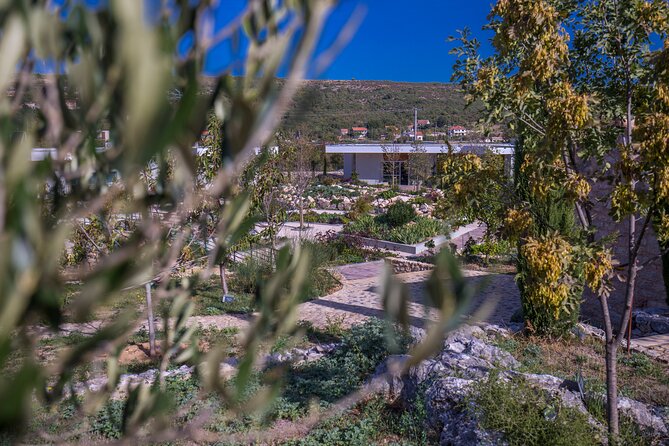 Olive museum Klis with educational olive oil tasting - Tasting Dalmatian food and testing natural cosmetics