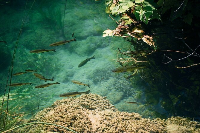 Private Full-Day Krka Waterfalls Tour with Wine Tasting - The drive along the Dalmatian coast