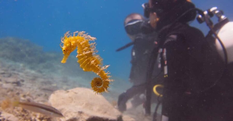 Split-Makarska-Brela Try SCUBA Dive - Key points at a glance