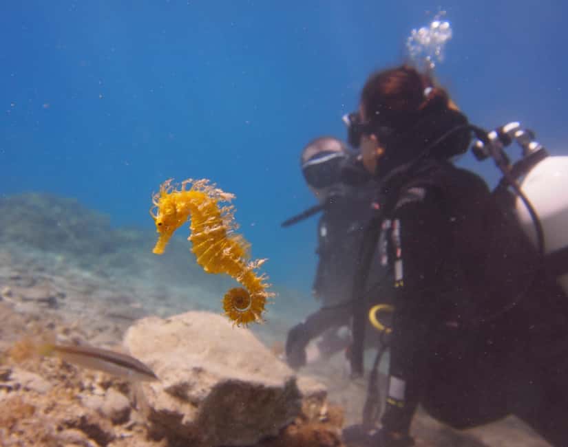 Split-Makarska-Brela Try SCUBA Dive - Why the private group makes a real difference