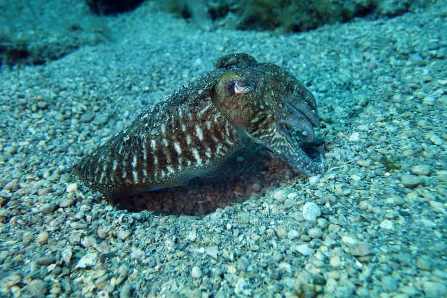 Split-Makarska-Brela Try SCUBA Dive - Help for people who feel nervous
