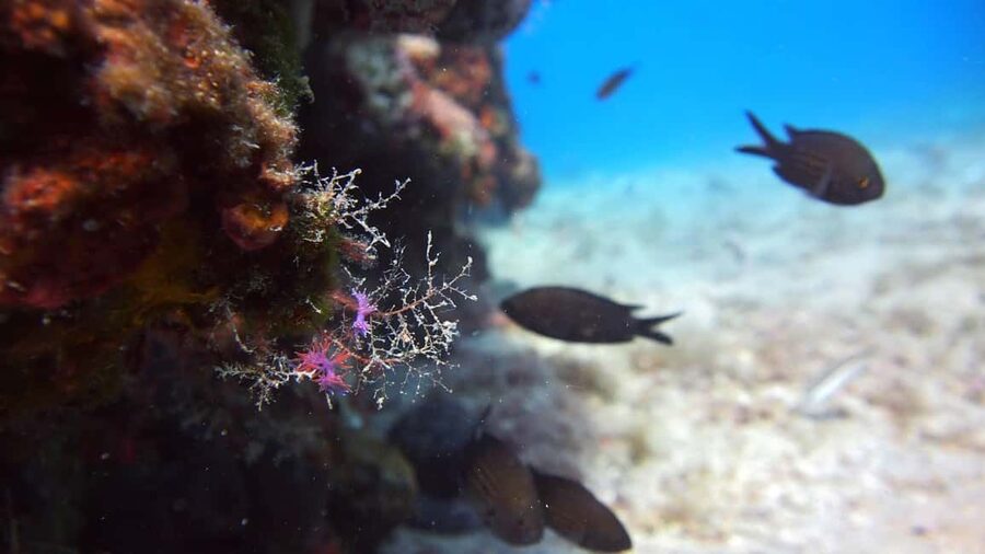 Split-Makarska-Brela Try SCUBA Dive - Getting good value from the $176 price