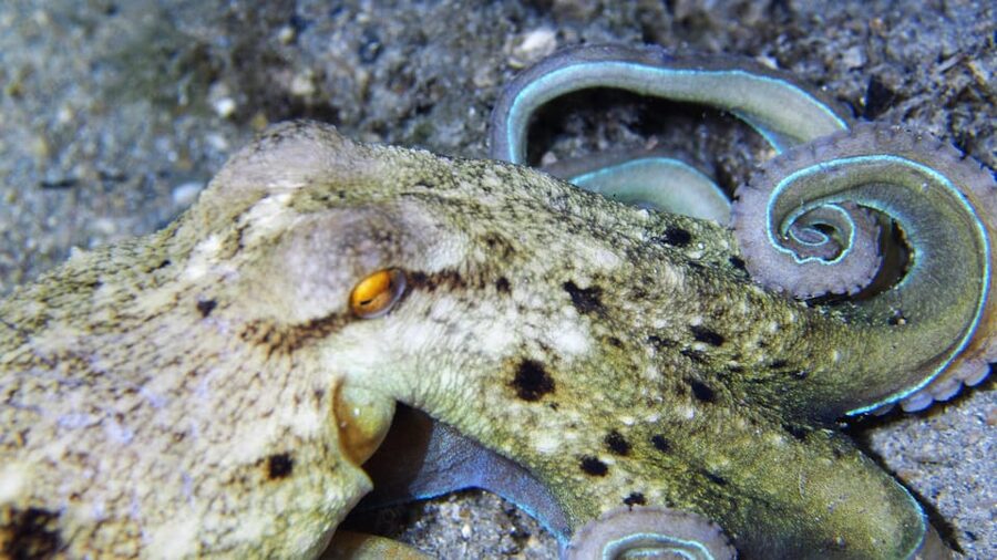 Split-Makarska-Brela Try SCUBA Dive - Who will enjoy it most