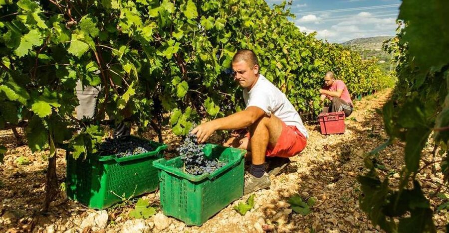 Split or Trogir: Krka Waterfalls & Wine and Food tasting - Walking through Krka National Park