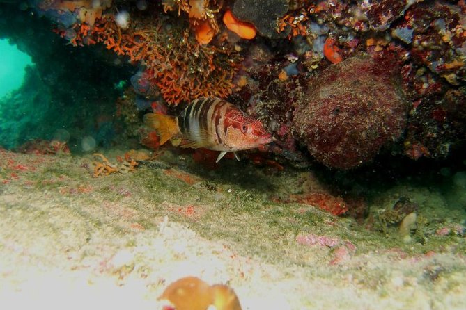 Try Scuba Diving in Split - What your three hours in Split look like