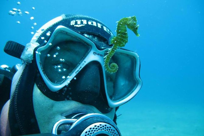 Try Scuba Diving in Split - The underwater site and what you might see